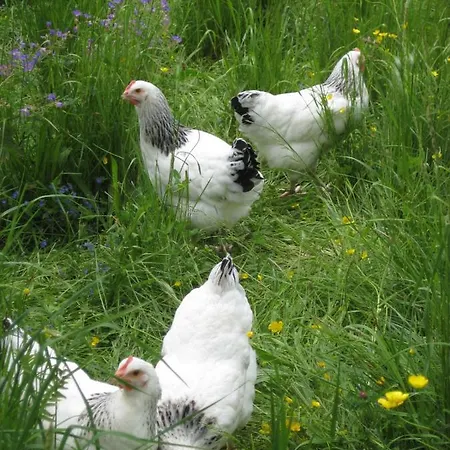 Farm stay Vorderoberhauser-hof